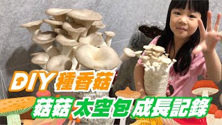 DIY種香菇❗在家當個小菇農🍄 菇菇太空包簡單好種又好玩～