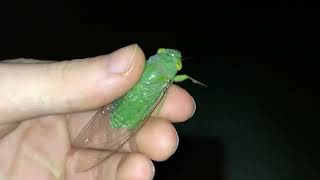 📹 Green Cicada screams! :) #funny #animals #cicada