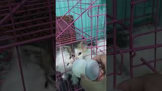 Waktu nya makan bocil kucing