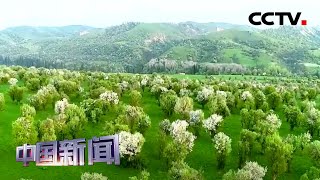 [中国新闻] 新疆伊犁：天山深处30多万亩野果林风景如画 | CCTV中文国际