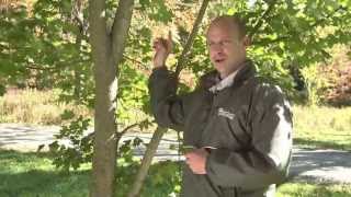 Young Tree Structural Pruning