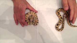 Differences between Firebee, Killerbee, Bumblebee, and KillerbeeFire Ball Python Morphs
