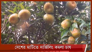 দেশের মাটিতে বাণিজ্যিকভাবে দার্জিলিং কমলা চাষে সাফল্য 4Dec.21| Darjeeling Orange