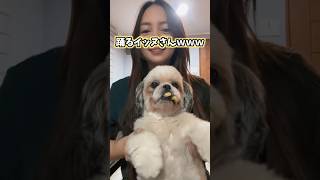 イッヌの動画見てニヤけたら負けwww #犬 #柴犬 #犬のいる暮らし #ペット #可愛い #癒し #2ch動物スレ