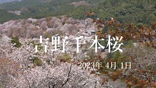 2023 04 01 吉野千本桜