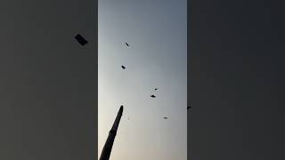 Kite looting video #kitelooting #kitelooters #ytshorts #viralshorts #kitevideo