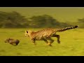 When Cheetah Cubs Take On Warthogs It’s Comedy Gold!