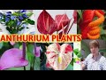 ANTHURIUM FLOWERS WITH NAME/MARGIE PULIDO VLOGS