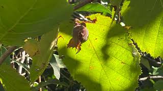 Corylus americana (Betulaceae) American hazelnut