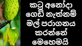 කටු අනෝදා මල් හැදුනට ගෙඩි නැත්නම් මල් පරාගනය කරන්නේ මෙහෙමයි  katu Anoda flower pollination Sri Lanka