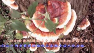 【光明与大爱】药师佛讲解：我们肉身载体得病的原因