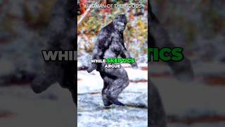 The Patterson Gimlin Film: Bigfoot History #bigfoot #sasquatch