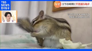 キャベツを食べると…シマリスの「クセが強い」動きとは？｜TBS NEWS DIG