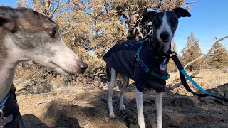 Speedy and Willowkins: Running with Whippets in the Oregon High Desert