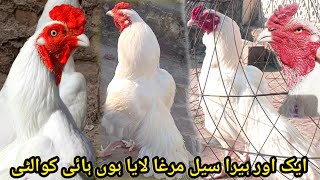 ''New'' Paper White Haeer Aseel Murga Le Aya Ho/ High Quality Chicks Eggs Available/Haeer Aseel