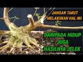 MEMBUAT BONSAI LOA  DENGAN TEHNIK CUTTING #membuatbonsaidengantehnikcutting