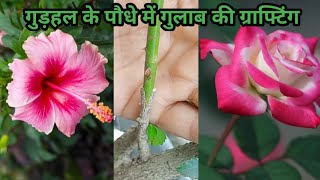 How To Graft Rose In Hibiscus Plant.  || Rose grafting  || new technique to grow Rose