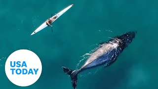 Humpback whale swims alongside kayaker | USA TODAY