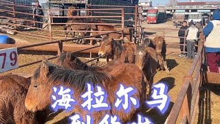 丽阳市场中午吃饭时间到100多匹海拉尔马，有二岁有当年马驹【丽阳牲畜市场】