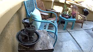 Female Anna's hummingbird bathing in the fountain on Tuesday, Feb 25, 2025 at 08 19 AM