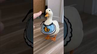 cute white duck