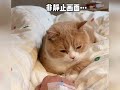 天生反骨的猫咪，十斤的体重，九斤的反骨。 反骨猫