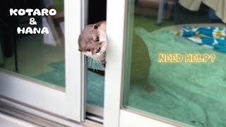 プール掃除してたらカワウソがひょっこり参戦してきた　Otter Trying to Help Dad Clean The Pool