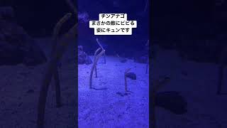 【生き物】まさかの天敵に驚くチンアナゴ