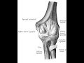 Part 4: Upper Extremity Injuries