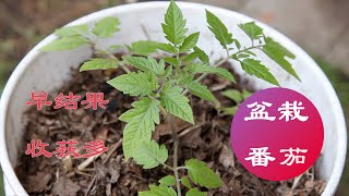 盆栽番茄这样种，不占地方早结果，收获多｜盆栽番茄3大优点，3个定植注意点