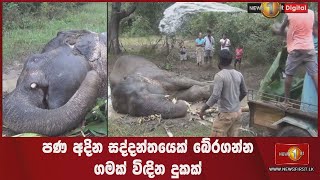 පණ  අදින සද්දන්තයෙක් බේරගන්න ගමක් විඳින දුකක්