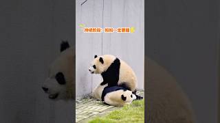 24.11.13成都熊貓基地～小鰲拜輪武鬧著要喝奶，有點折騰媽喔！ #panda #giantpanda #cute #大熊貓  #pandababy #熊貓 #熊猫 #熊猫宝宝