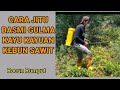 CARA MEMBASMI GULMA KAYU KAYUAN DI KEBUN SAWIT || CARA JITU DAN EFEKTIF