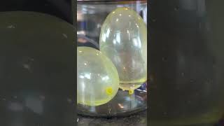 Do Water Balloons Explode In A Vacuum