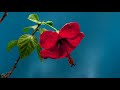 TIMELAPSE OF FLOWER BLOOMING (FREE STOCK VIDEO)