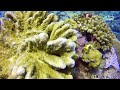 56秒看綠島海底世界，五彩繽紛的岸潛實記！／green island taiwan／diving