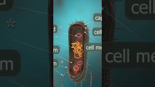 BACTERIA | BACILLI | ROD SHAPED | CYTOPLASM | DNA | MICROBIOLOGY #3danimation