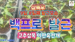 고추삽목 8일,9일째 백프로 발근성공!