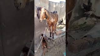 goat beby #all #goat #bakra #subscribe #viral#beby #viralshorts