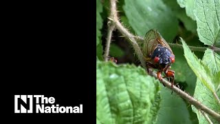 What are the Brood X cicadas causing pandemonium in the US?