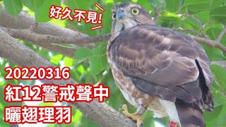 20220316 紅12警戒聲中曬翅理羽 @大安森林公園 鳳頭蒼鷹