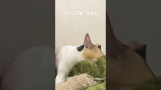 オス三毛猫、甘え待ちアピール #猫 #cat #オス三毛猫 #shorts