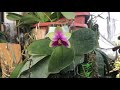 秋冬開的香水味 phalaenopsis bellina 貝麗娜蝴蝶蘭 總是特別的紅！ 最後來花的季節