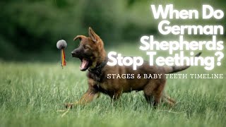 When Do German Shepherds Stop Teething? Stages & Baby Teeth Timeline