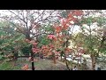 fall season រដូវស្លឹកឈើជ្រុះ