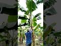 Cut Off Banana Trees After Harvest #satisfying #shot