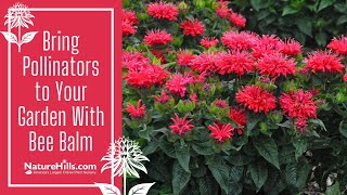 Bring Pollinators to Your Garden With Bee Balm | NatureHills.com