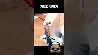 기묘한 생명체 모음 (소름주의)