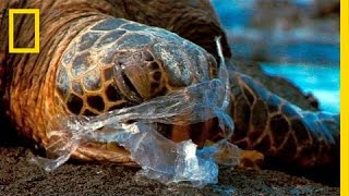 See How It Feels to Be an Ocean Animal Stuck in a Plastic Bag | National Geographic