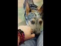 service dog alerting to anxiety panic attack cues